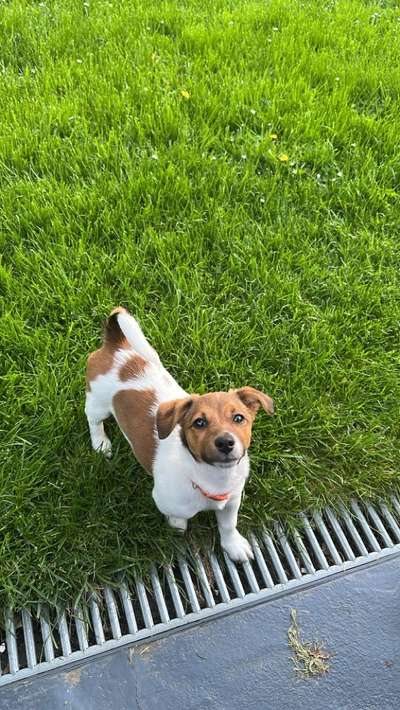 Hundetreffen-Spiel- und Gassipartner-Bild