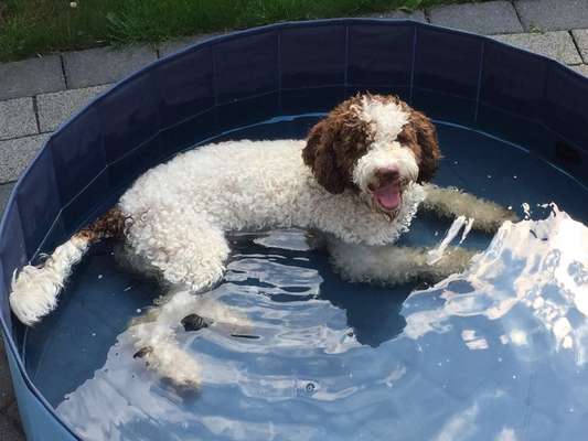 Dogorama-Monats-Challenge-Mai "Wasser"-Beitrag-Bild