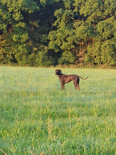 Deutsche Doggen Besitzer zeigt euch-Beitrag-Bild