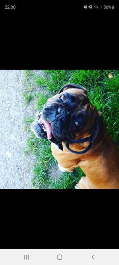 Deutsche Boxer-Beitrag-Bild