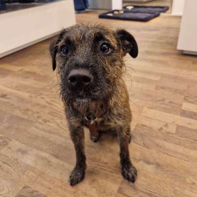 Border Terrier-Beitrag-Bild