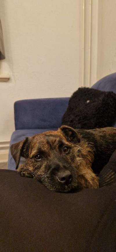 Border Terrier-Beitrag-Bild