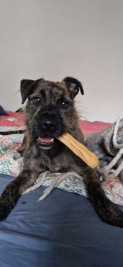 Border Terrier-Beitrag-Bild