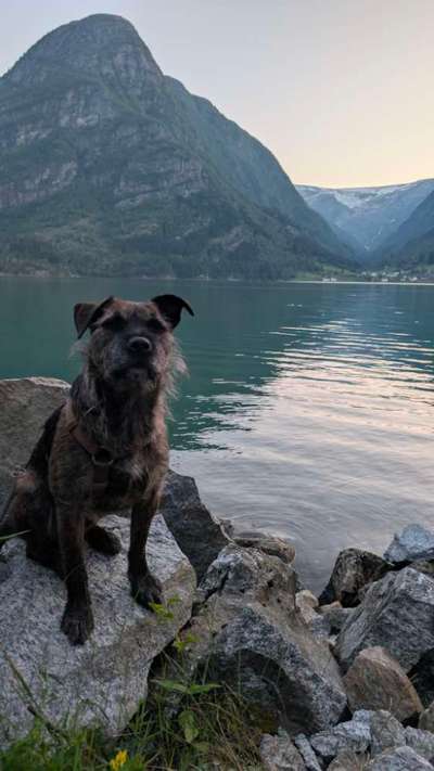 Hund abgegeben, weil Urlaub anstand? Leider kein Witz 😳-Beitrag-Bild