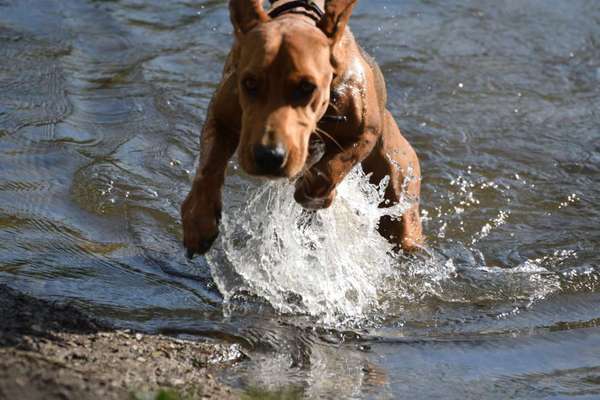 Immer der Nase nach - die schönsten Jagdhund-Bilder-Beitrag-Bild