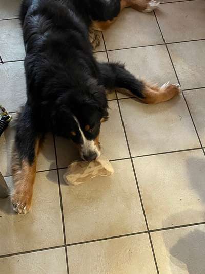 Hund schluckt Kauartikel im Ganzen runter-Beitrag-Bild