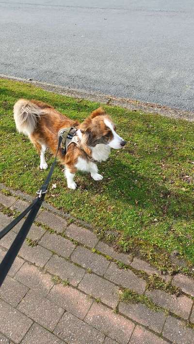 Mischlinge raten - Rätselspaß-Beitrag-Bild