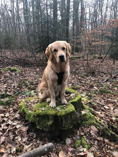 Hundetreffen-Gassi- und Toberunde-Bild