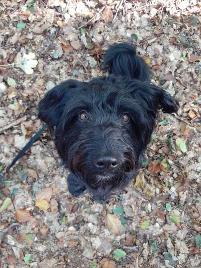 Die Dogorama Kalender Challenge Titelbild-Beitrag-Bild