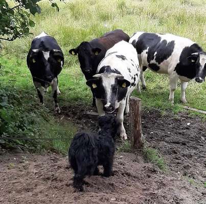 Fotochallenge Nr. 51 "Euer Hund mit anderen Tieren"-Beitrag-Bild