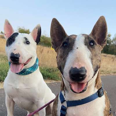 Hundetreffen-Spazieren gehen-Bild