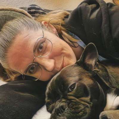 aktuelles Foto Gruppe Französische Bulldogge