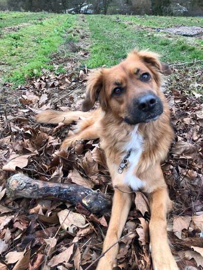 Die Dogorama Kalender Challenge 4/4-Beitrag-Bild