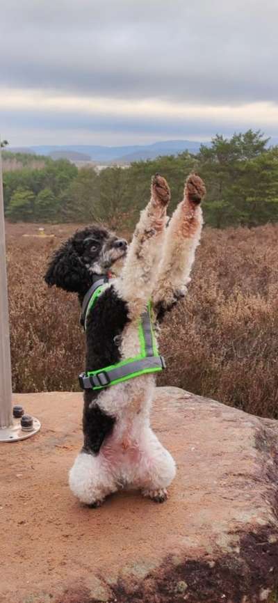 Postet das beste Foto von euren 4 beinern-Beitrag-Bild