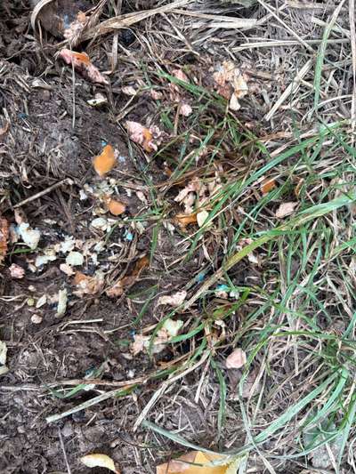 Giftköder-Giftköder-Bild