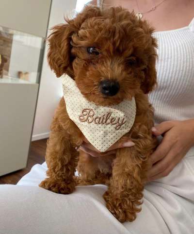 Hundetreffen-Welpentreffen-Bild