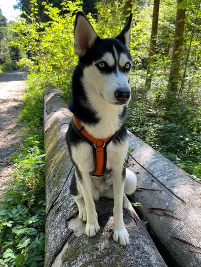 Husky-Beitrag-Bild