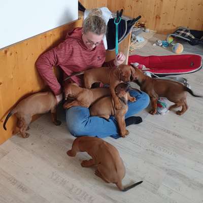 Hundetreffen-Nette Kontakte für Gassirunden zum üben gesucht-Profilbild