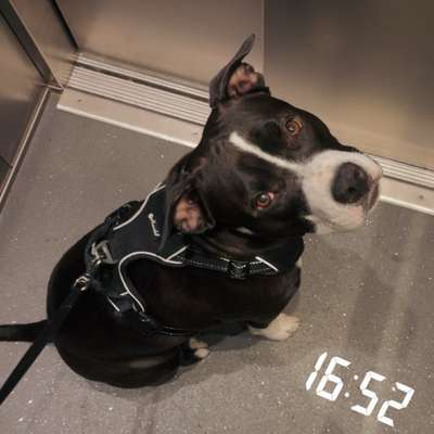 Hundetreffen-Spazieren gehen-Bild