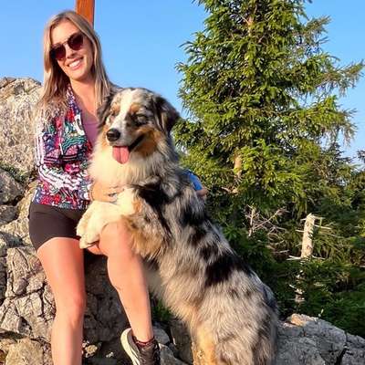 Hundetreffen-Spiel und Spaziergefährte gesucht-Bild