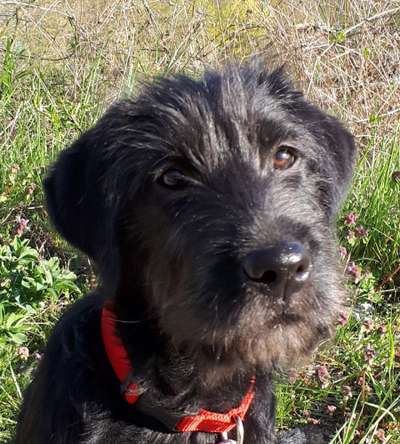 Mischlingshunde Foto Aufruf-Beitrag-Bild