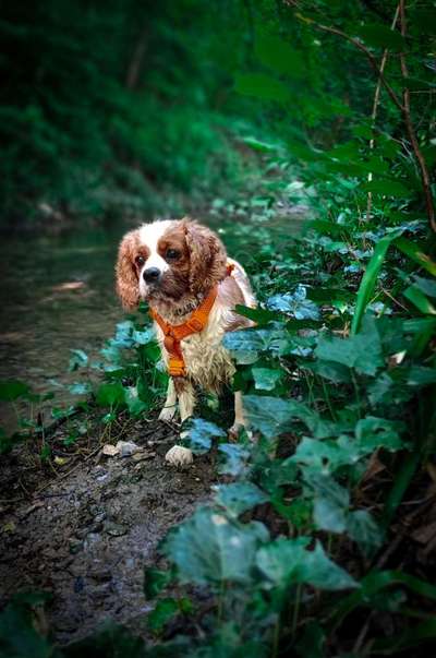 Giftköder-Hundetagesbetreuung bis 15 kg-Bild