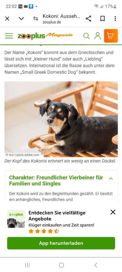 Welche Rasse ist mein Hund ?-Beitrag-Bild