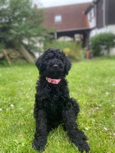 Hundetreffen-Blackdoodle Frieda sucht Welpifreunde🤍🐾🦴-Bild