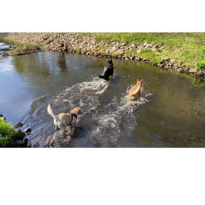 Hundetreffen-Viertes Mitglied für Chaostruppe :)-Bild