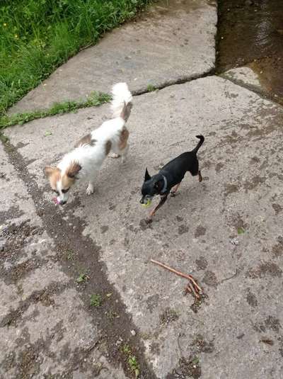 Hundetreffen-Kleinhundetreffen-Bild