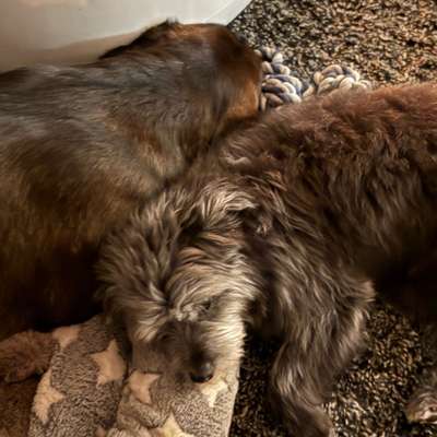 Hundetreffen-Einfach mal durch den böhringer Wald mit den lieben Hunden-Bild