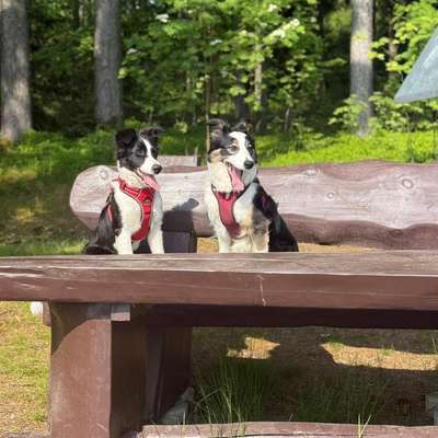 Hundetreffen-Spielen auf Feld oder gassi gehen-Bild