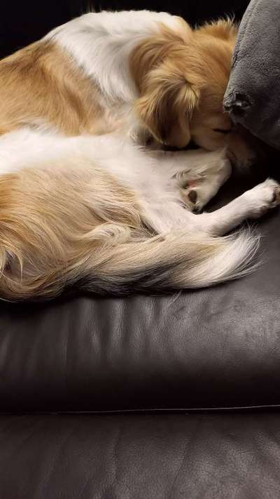 Top Dog-der Live Ticker Thread-Beitrag-Bild