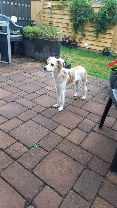 Wo sind die Mischlinge?-Beitrag-Bild