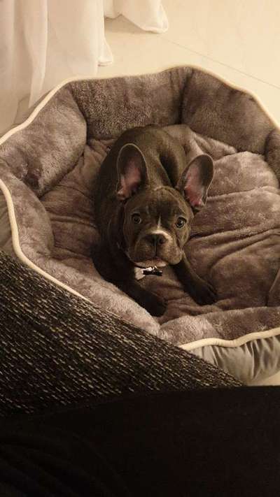 Welpen Bilder !-Beitrag-Bild