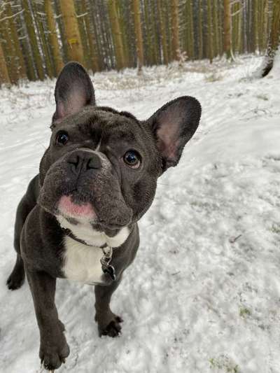 Französische Bulldoggen-Beitrag-Bild