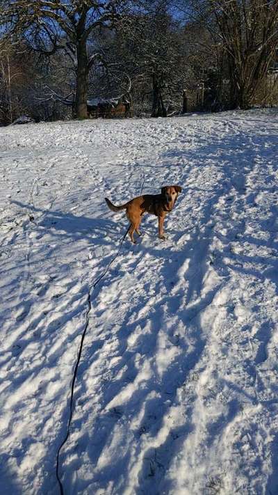 Dackel mit langen Beinen-Beitrag-Bild