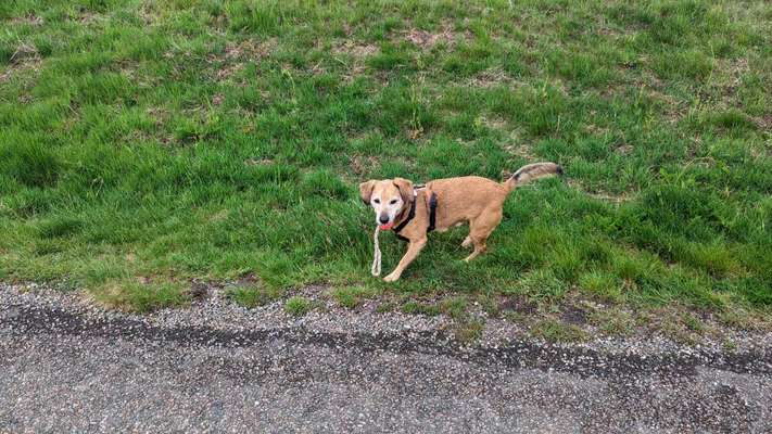 Dackel mit langen Beinen-Beitrag-Bild