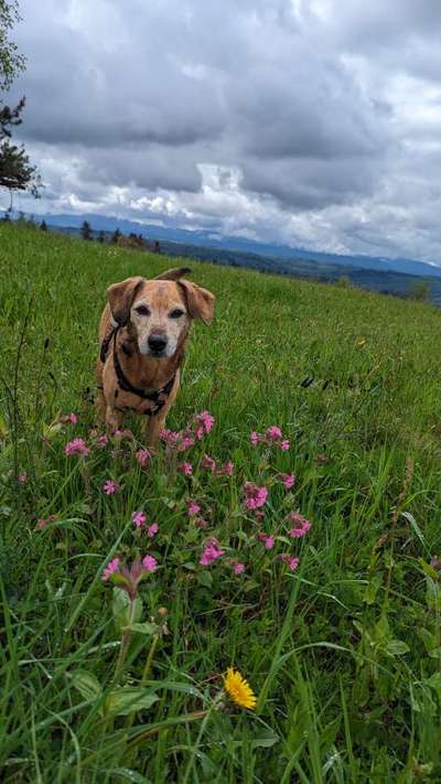 Dackel mit langen Beinen-Beitrag-Bild