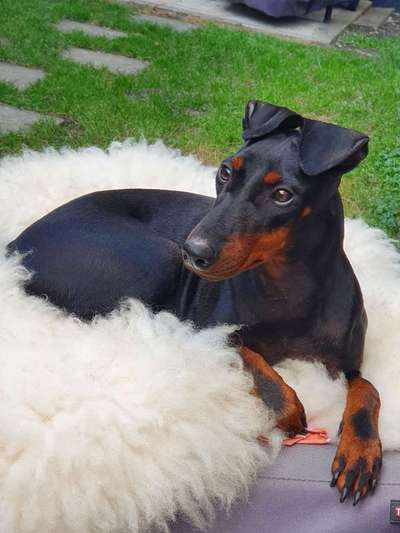 Gibt es noch mehr Manchester Terrier hier?-Beitrag-Bild