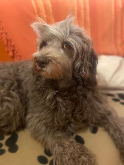 Welchen Hund hast du?-Beitrag-Bild