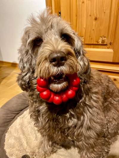 Fotosammlung: ,,Der natürliche Hund" Unbearbeitet, ungestellt und in Natura-Beitrag-Bild