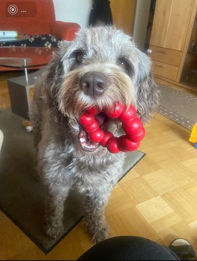 Dogorama Photo Challenge - Spielgesicht-Beitrag-Bild