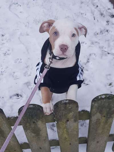 Welpen Bilder !-Beitrag-Bild