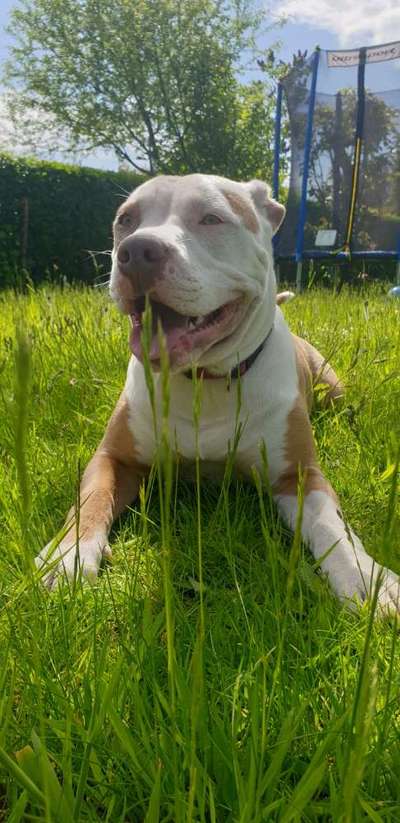 Die Dogorama Monats Challenge "Es grünt und blüht"-Beitrag-Bild