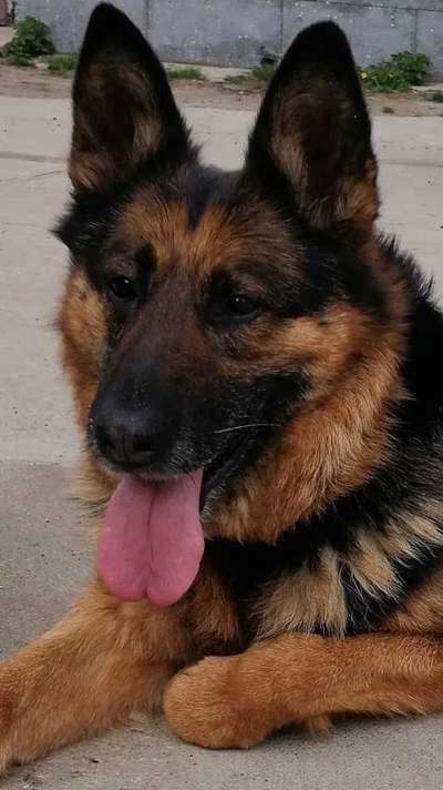 Alles rund um den Schäferhund, diskutieren erwünscht.-Beitrag-Bild