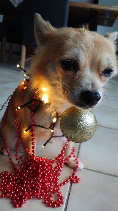 Challenge Nr. 8  Dein Hund im Weihnachtslook-Beitrag-Bild