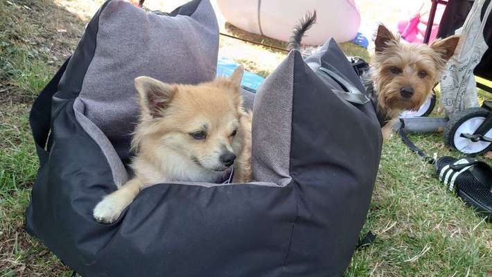 Bester Freund, Hundekumpel - zeigt her!-Beitrag-Bild