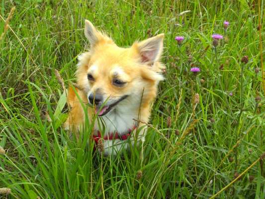 Fotochallange 63: "Dein blühendes Hündchen"-Beitrag-Bild