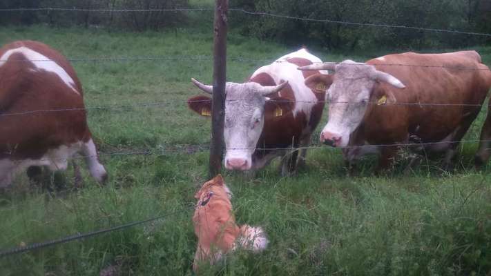 Fotochallenge Nr. 51 "Euer Hund mit anderen Tieren"-Beitrag-Bild